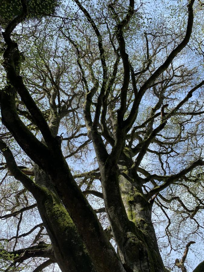 Vertolaye Gite " Oree Des Bois" מראה חיצוני תמונה